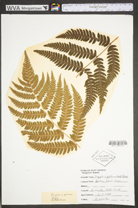 Dryopteris goldieana image