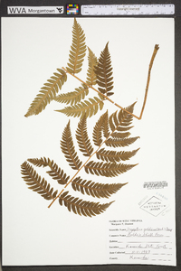 Dryopteris goldieana image