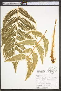 Dryopteris goldieana image