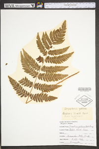 Dryopteris goldieana image