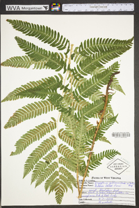 Dryopteris goldieana image