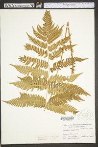 Dryopteris celsa image