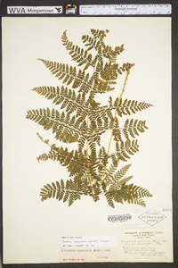 Dryopteris campyloptera image