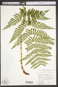 Dryopteris campyloptera image