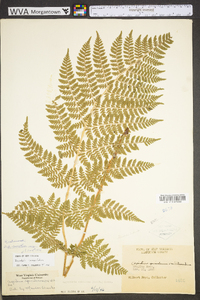 Dryopteris campyloptera image