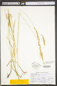 Festuca rubra subsp. rubra image