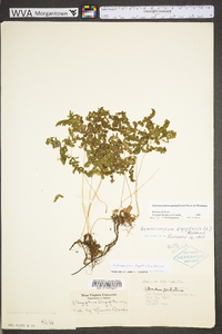 Gymnocarpium appalachianum image