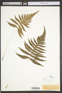 Phegopteris connectilis image