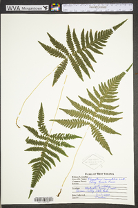 Phegopteris connectilis image