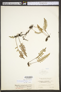 Pleopeltis polypodioides subsp. michauxiana image