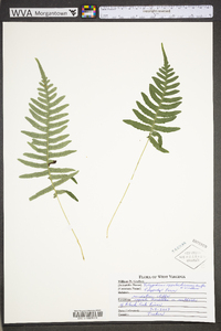 Polypodium appalachianum image