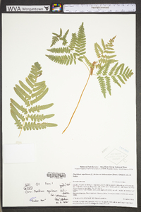 Pteridium aquilinum var. latiusculum image