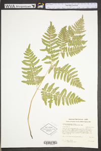 Pteridium aquilinum var. latiusculum image