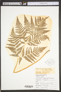 Pteridium aquilinum var. latiusculum image