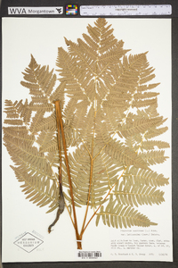 Pteridium aquilinum var. latiusculum image