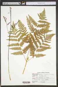 Pteridium aquilinum var. latiusculum image