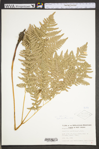 Pteridium aquilinum var. latiusculum image