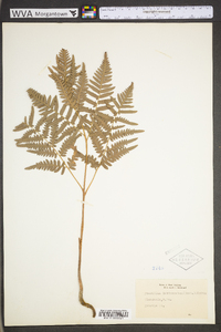 Pteridium aquilinum var. latiusculum image