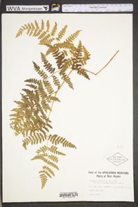 Pteridium aquilinum var. latiusculum image