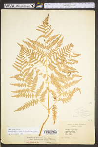 Pteridium aquilinum var. latiusculum image