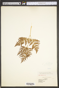 Pteridium aquilinum var. latiusculum image