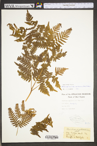 Pteridium aquilinum var. latiusculum image