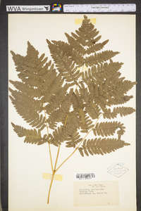 Pteridium aquilinum var. latiusculum image