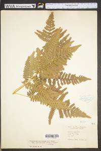 Pteridium aquilinum var. latiusculum image