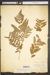 Pteridium aquilinum var. latiusculum image