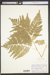 Pteridium aquilinum var. latiusculum image