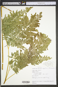 Pteridium aquilinum var. latiusculum image