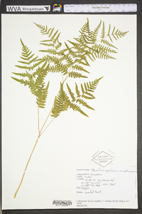 Pteridium aquilinum var. latiusculum image