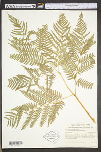 Pteridium aquilinum var. latiusculum image