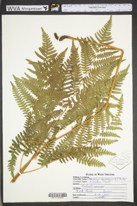 Pteridium aquilinum var. latiusculum image