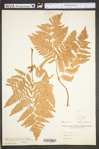 Pteridium aquilinum var. latiusculum image