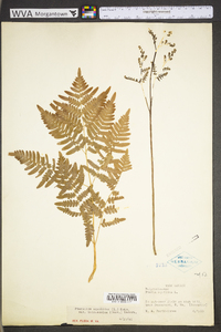 Pteridium aquilinum var. latiusculum image