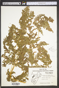 Pteridium aquilinum var. latiusculum image