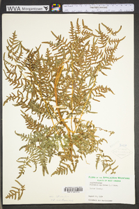 Pteridium aquilinum var. latiusculum image