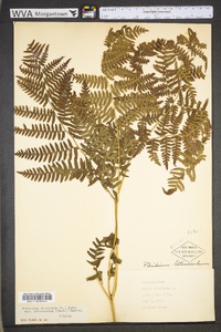 Pteridium aquilinum var. latiusculum image