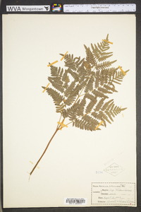 Pteridium aquilinum var. latiusculum image