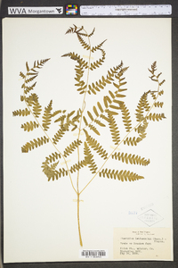 Pteridium aquilinum var. latiusculum image