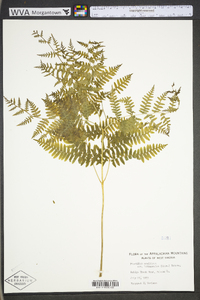 Pteridium aquilinum var. latiusculum image