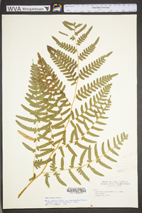 Pteridium aquilinum subsp. pseudocaudatum image