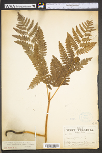 Pteridium aquilinum var. latiusculum image