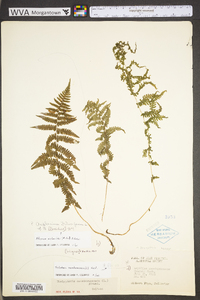 Athyrium filix-femina var. asplenioides image