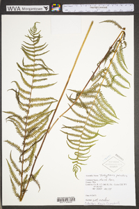 Thelypteris palustris var. pubescens image