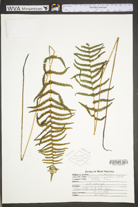 Thelypteris palustris var. pubescens image