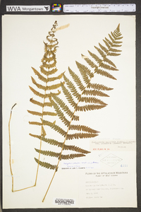 Thelypteris palustris var. pubescens image