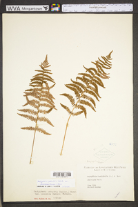 Thelypteris palustris var. pubescens image