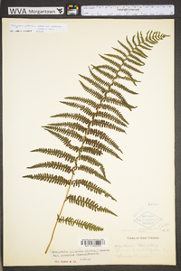 Thelypteris palustris var. pubescens image